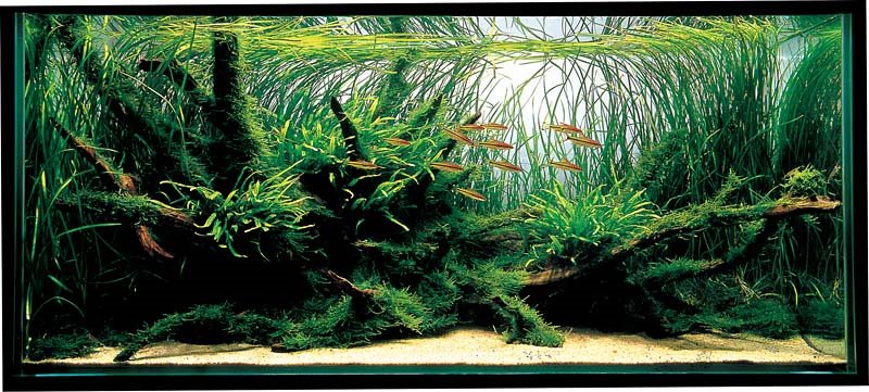 wortelhout aquarium