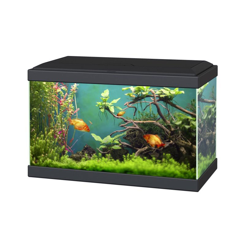 Ciano-aqua-20-aquarium