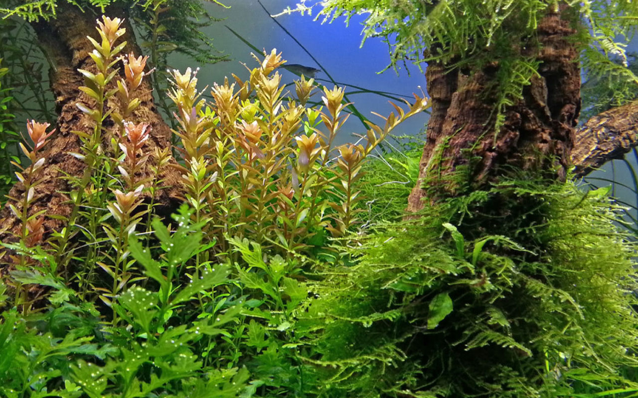 aquarium-planten-jbl