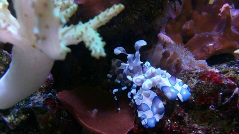 aquariumwinkel-paradijsvis-koralen-7