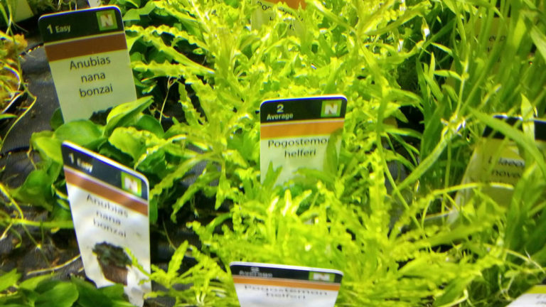 aquariumwinkel-paradijsvis-planten-3