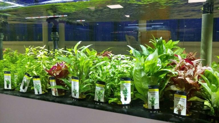 aquariumwinkel-paradijsvis-planten-7
