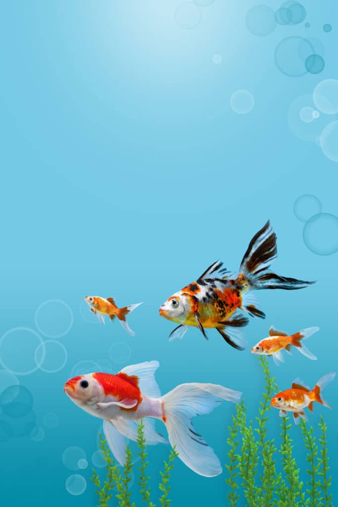 Aquarium-vissen-planten-co2