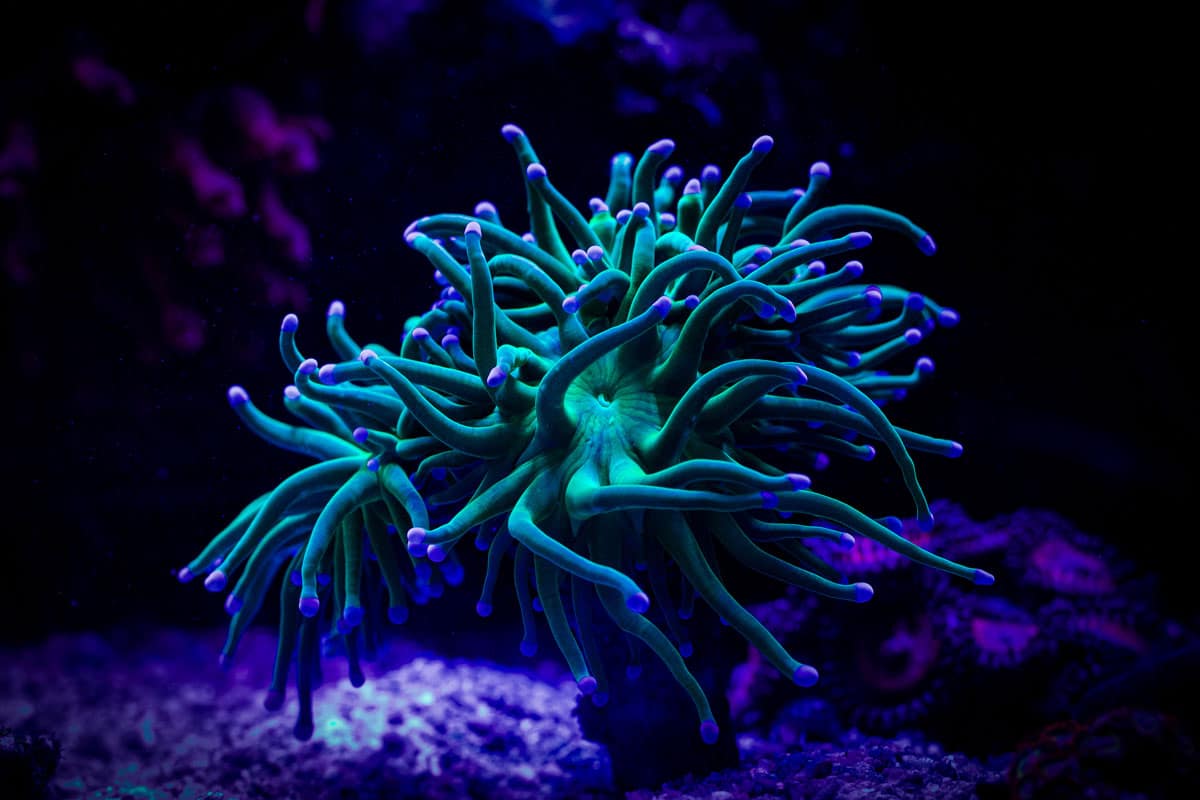 Euphyllia-koralen