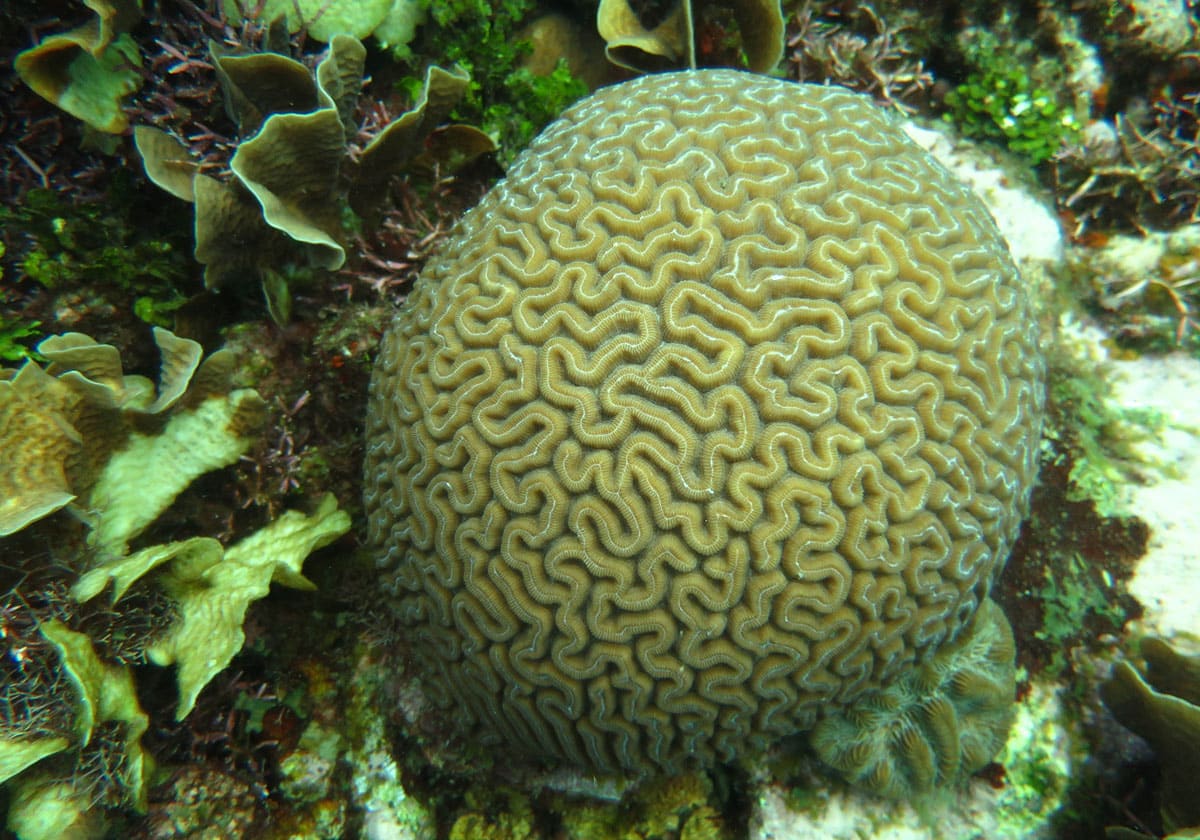 Hersen koralen