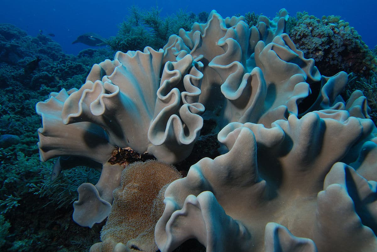 Sarcophyton - koralen