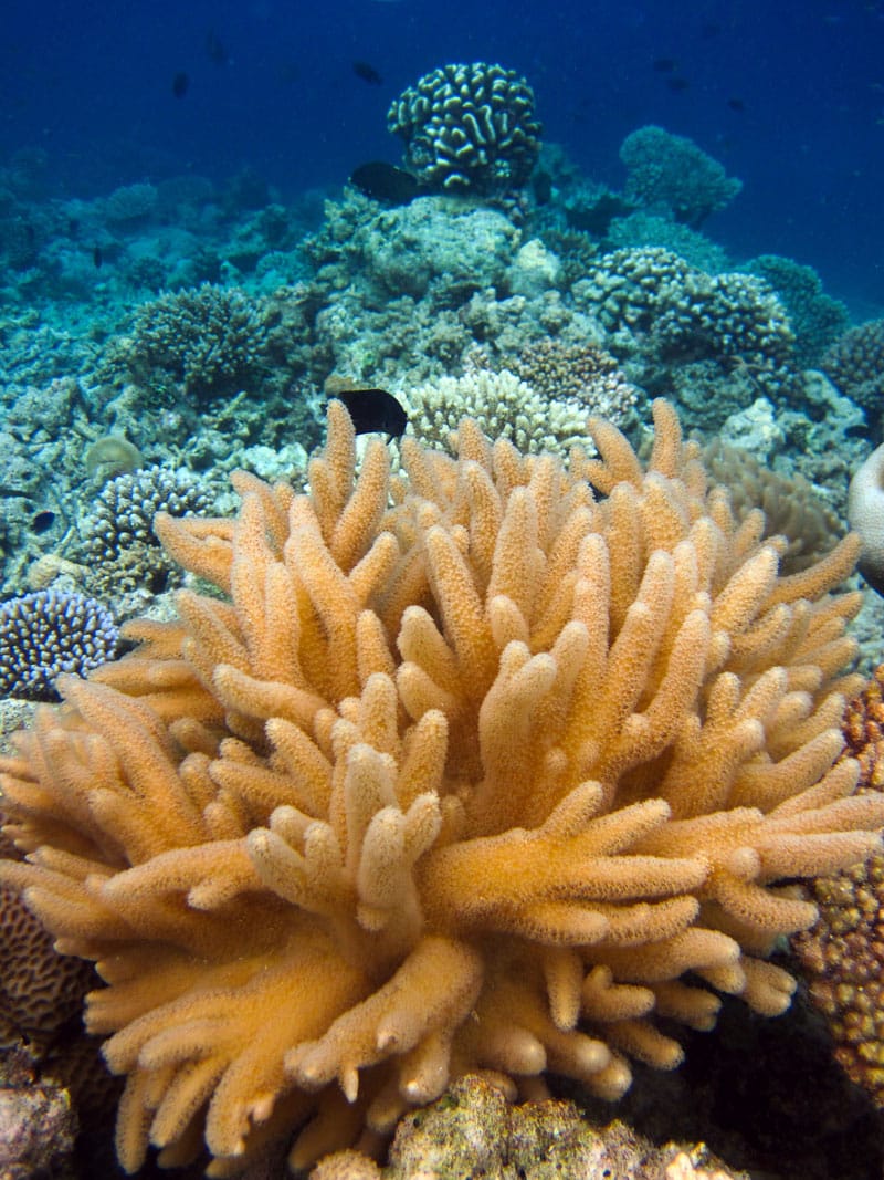 Sinulaira koralen