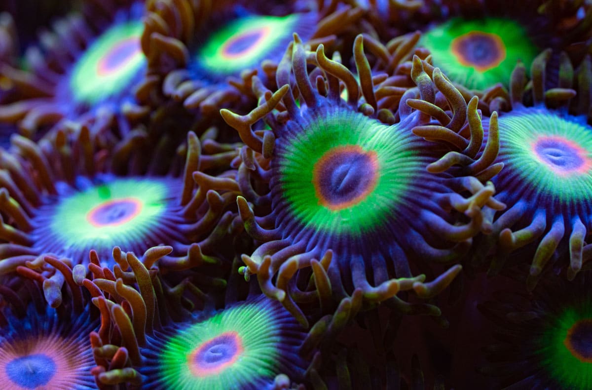 Zoanthus-koraal